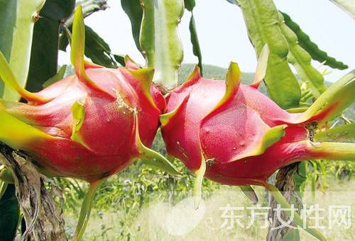火龙果营养功效有哪些 火龙果还可以这样吃