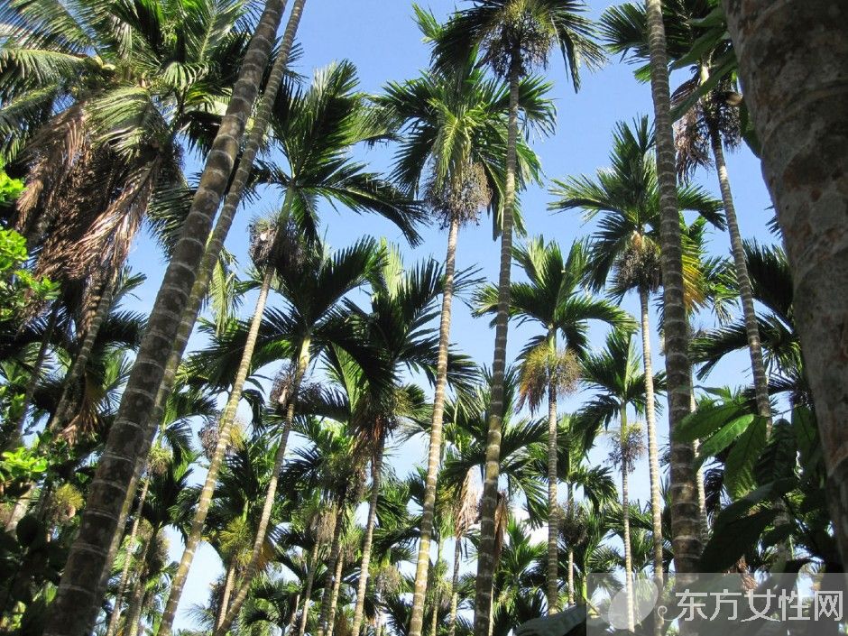 槟榔的危害有哪些 槟榔的六大药理作用