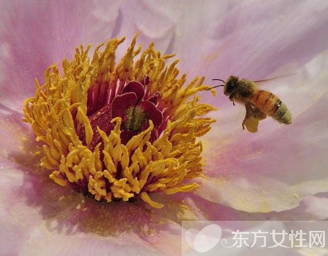 花粉过敏怎么办 传统治疗花粉过敏的弊端