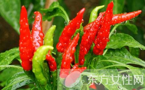 辣椒的功效与作用 辣椒这样吃原来是有这样的好处