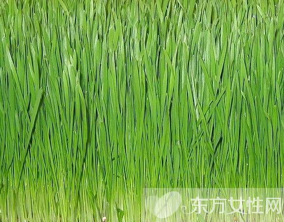 孕妇可以吃韭菜吗 孕妇吃韭菜的好处