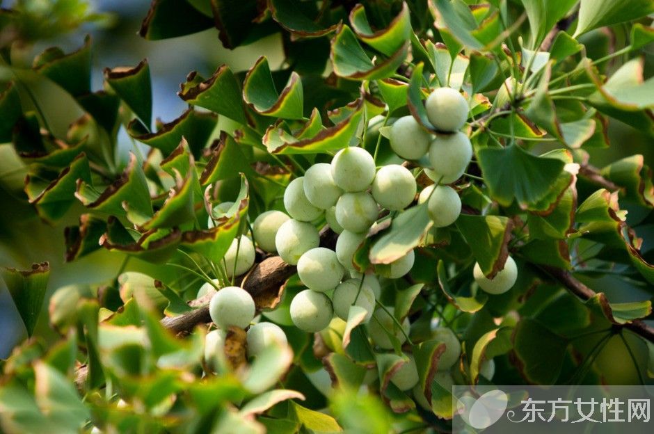 白果的功效与副作用 吃白果前一定要了解这些