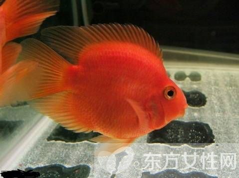血红鹦鹉鱼怎么养 五大饲养技巧教会你