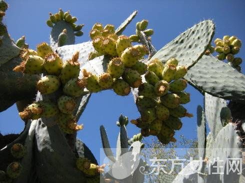 仙人掌果的功效与作用 仙人掌果怎么吃
