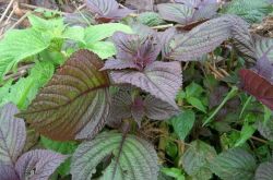 苏叶的功效与作用 这些妙用很多人都不知道哦