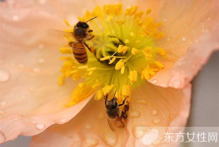 花粉过敏怎么办 传统治疗花粉过敏的弊端