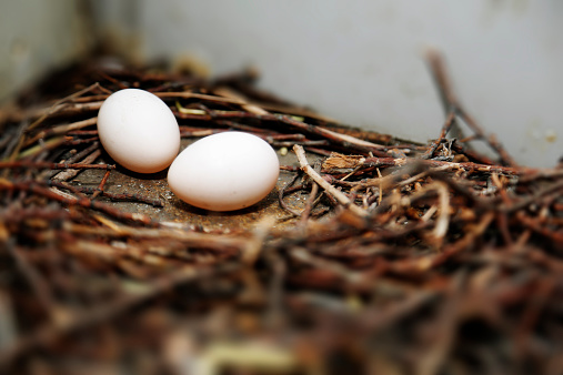 鸽子蛋有营养吗 鸽子蛋的吃法有哪些
