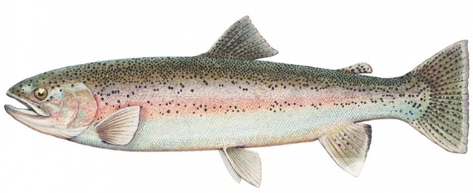 吃什么食物抗氧化 常吃这些胜过任何护肤品哦