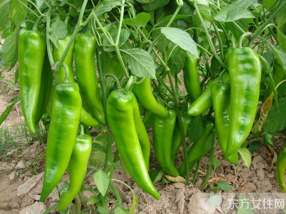 辣椒的腌制方法大全 这类人群最好不要吃辣椒哦