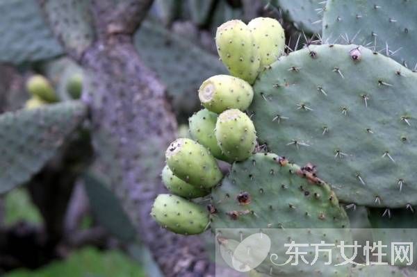 仙人掌果的功效与作用 仙人掌果怎么吃