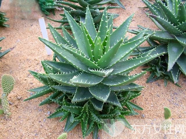 防辐射植物的最佳选择 这些植物可以净化空气哦