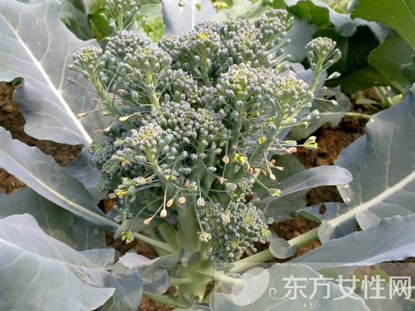 西兰花的营养价值 西兰花的4种食用方法