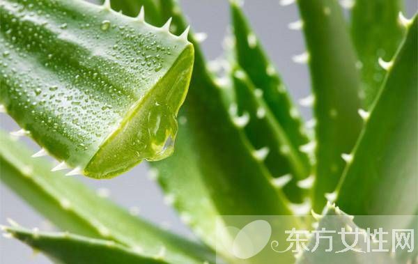 芦荟怎么美容 教你使用新鲜芦荟的美容方法