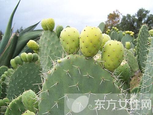 仙人掌果的功效与作用 仙人掌果怎么吃