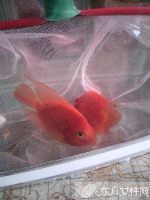 血红鹦鹉鱼怎么养 五大饲养技巧教会你