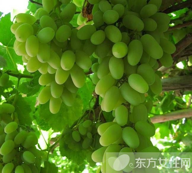 马奶葡萄的营养价值有多高 这些人群不宜多吃