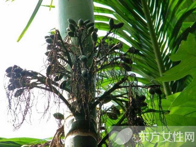 槟榔的危害有哪些 槟榔的六大药理作用