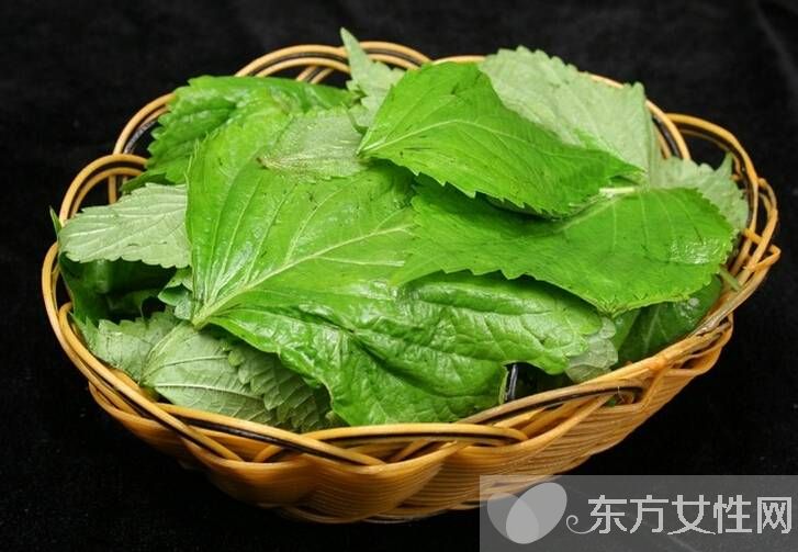 苏叶的功效与作用 这些妙用很多人都不知道哦