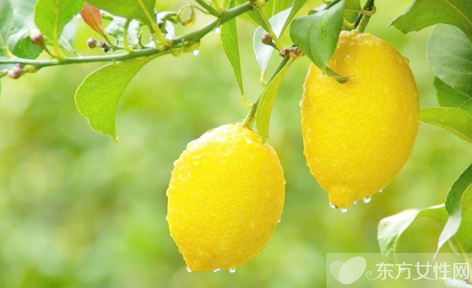 青柠檬与黄柠檬的用途都有哪些 青柠檬和黄柠檬的区别