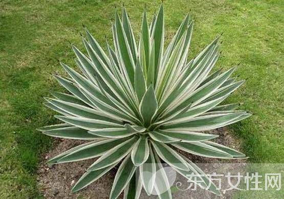 防辐射植物的最佳选择 这些植物可以净化空气哦