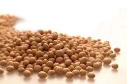 炒黄豆的功效与作用 黄豆的营养价值居然这么高