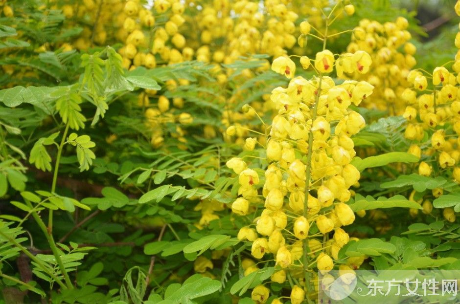 决明子的作用与功效 决明子的最佳食用方法推荐