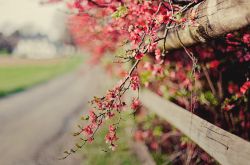 春天养生之道推荐 做好这三点身体棒棒哒