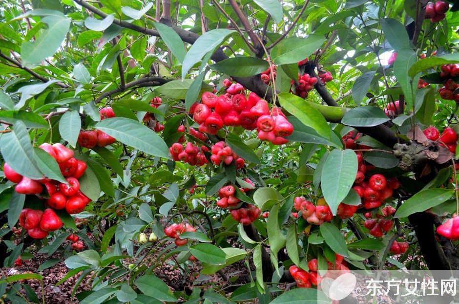 莲雾的营养价值与食用功效 这么吃效果更好