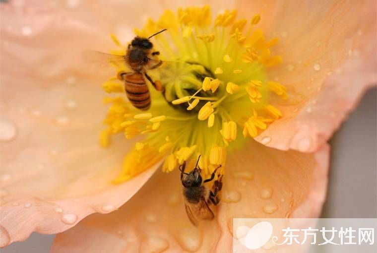 脸部色斑形成的原因 教你在家自制祛斑面膜