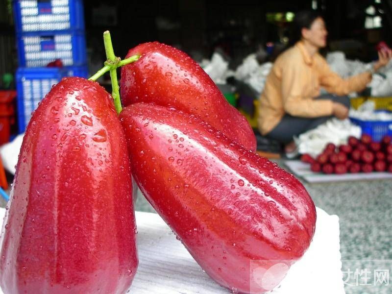 莲雾的营养价值与食用功效 这么吃效果更好