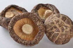 冬菇的营养价值介绍 美味冬菇肉饼的家常做法推荐