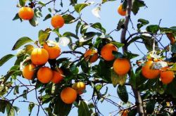 柿子叶的功效与作用 柿子叶居然还有淡斑美白的功效