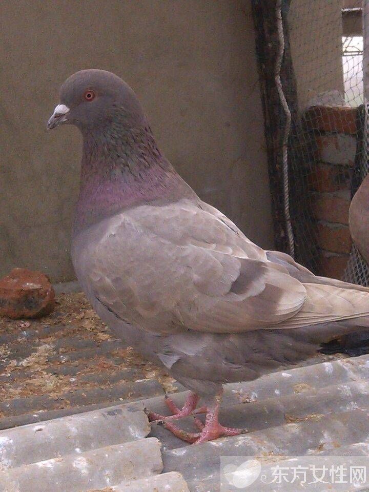 老鸽子的营养价值 一只鸽子的营养居然胜过九只鸡