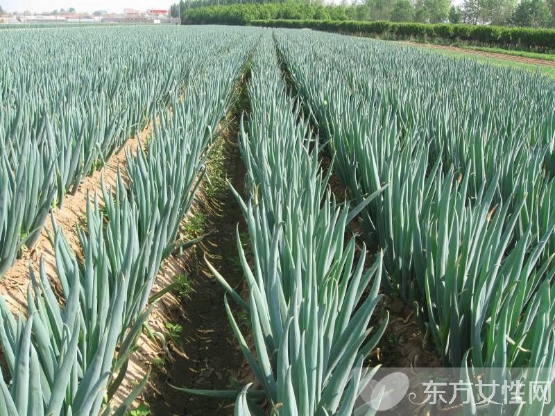 大葱的功效与作用 这些食物放在一起吃就遭啦