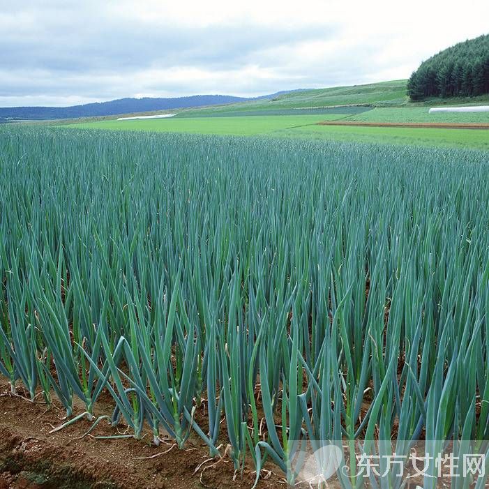 大葱的功效与作用 这些食物放在一起吃就遭啦
