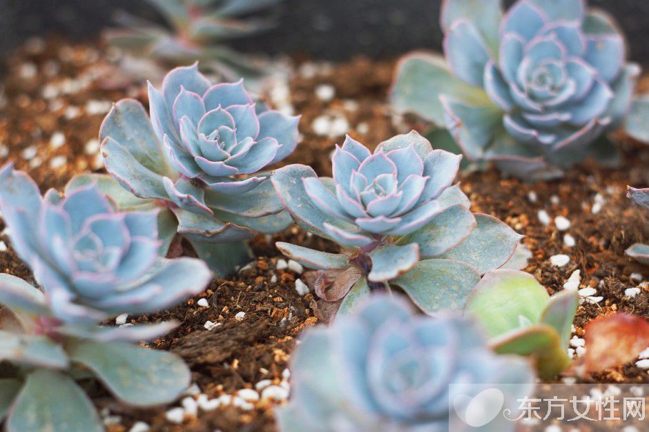 治疗额头痤疮的方法推荐 吃出来的美丽秘诀