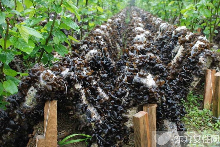 黑木耳的功效与作用 黑木耳的美味家常做法推荐