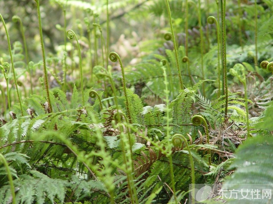 野蕨菜的营养价值 这些美味做法你尝试过吗