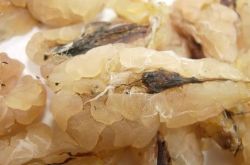 蛤蟆油的功效与作用 男人吃了效果你懂的