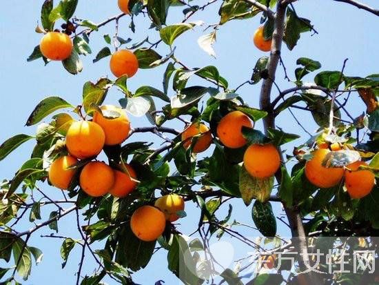 柿子叶的功效与作用 柿子叶居然还有淡斑美白的功效