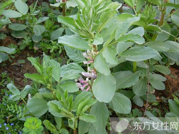 蚕豆的功效与作用及禁忌 蚕豆营养美味做法推荐