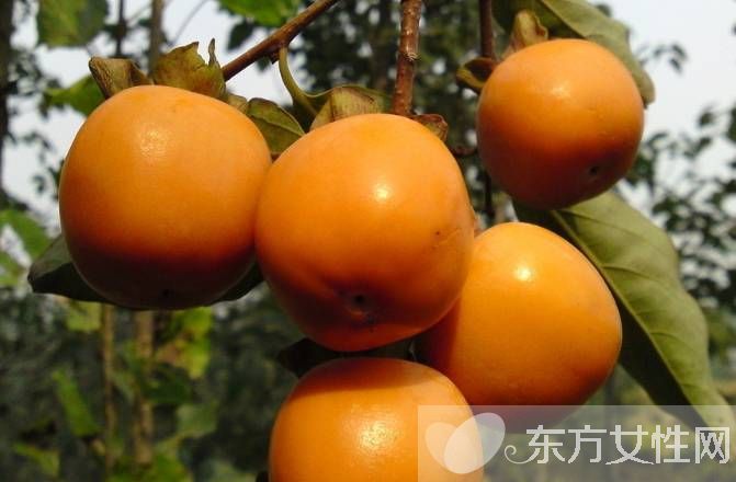 柿饼的功效与作用以及食用方法 柿饼的做法大公开