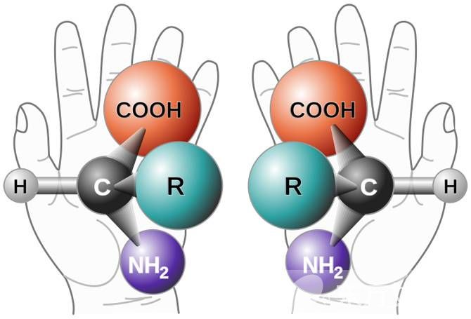 氨基酸的作用与功效 生活中富含氨基酸的食物推荐
