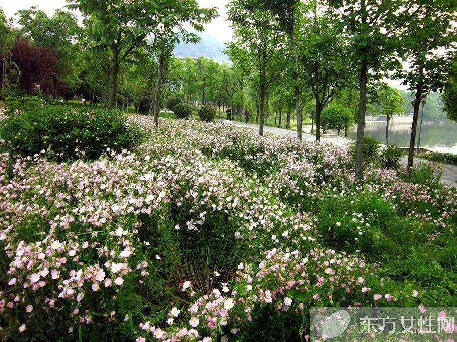 月见草的作用与功效 月见草的食疗方法推荐