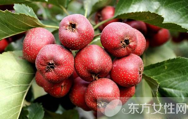 山楂甘草茶的功效与作用 这类人群不宜饮用哦