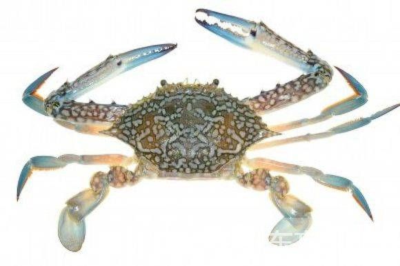 秋冬季养生小常识 螃蟹养生食疗放法推荐