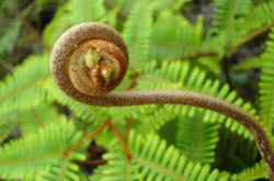 野蕨菜的营养价值 这些美味做法你尝试过吗