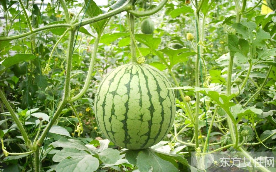 西瓜皮擦脸有什么好处 西瓜皮护肤效果居然这么好