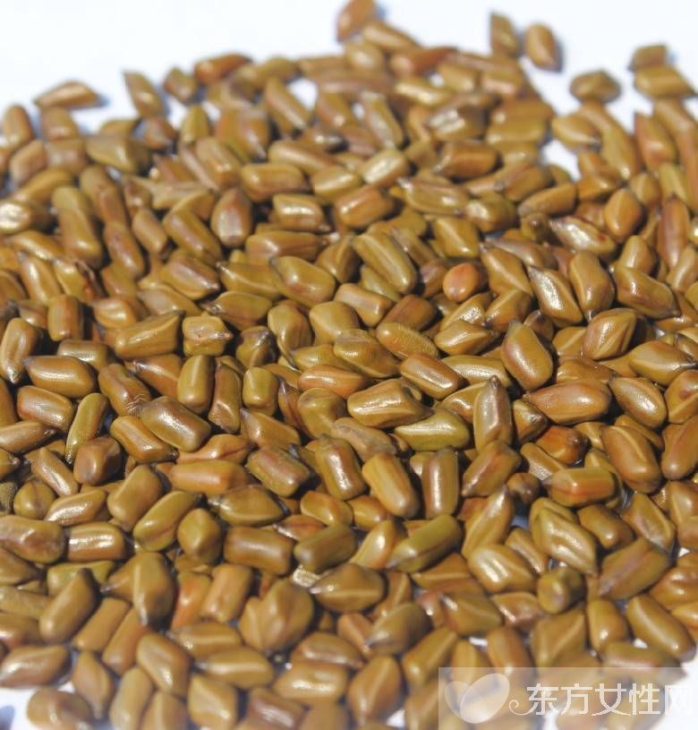 决明子的作用与功效 决明子的最佳食用方法推荐