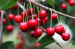 吃樱桃有什么好处 樱桃的美味食疗方法推荐